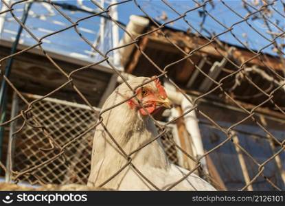Chickens behind metal net of hen house in sunny day