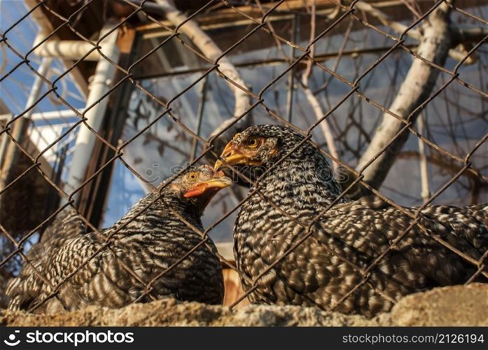 Chickens behind metal net of hen house in sunny day