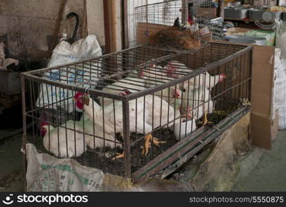 Chickens in a cage, China