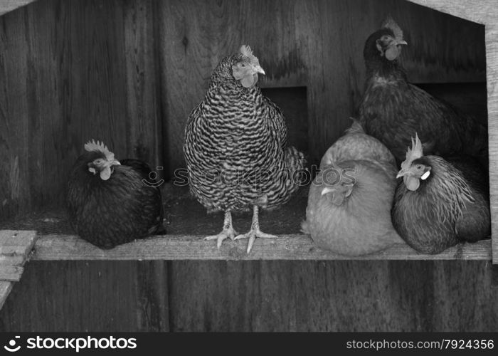 chickens in a coop