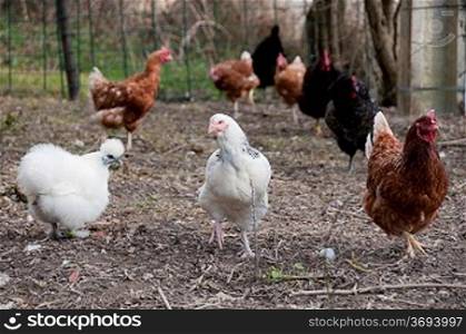 Chickens on a farm