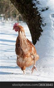 Chickens on a snowy farm