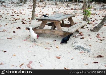 Chickens on Grand Cayman beach