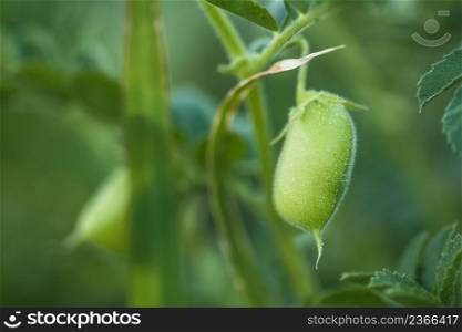 Chickpea or chick pea with plant. Cicer arietinum on the branch plant. Green chickpeas in pod. . Chickpea plant detail