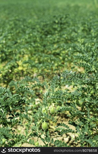 Chickpeas plantation