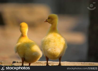 Chicks of duck