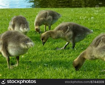Chicks of greylag goose eating grass. Chicks of greylag goose, anser anser, eating grass