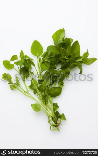 Chickweed