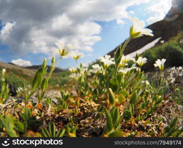 chickweed flower