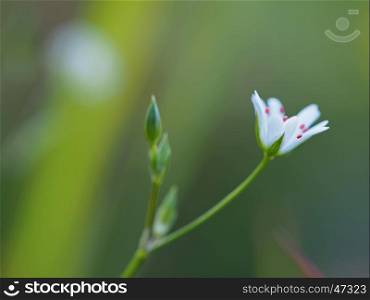 chickweed flowers in the forest