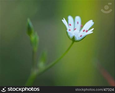 chickweed flowers in the forest