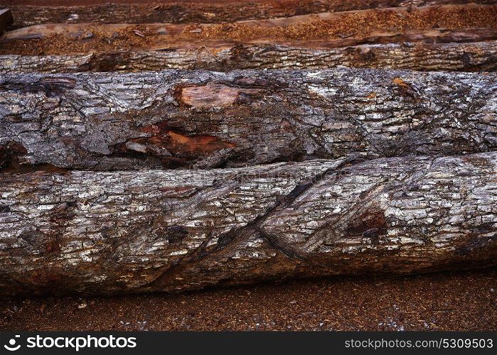 Chico Zapote Manilkara zapota trunk wood from Mexico rainforest chewing gum tree