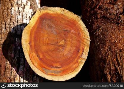 Chico Zapote Manilkara zapota trunk wood from Mexico rainforest chewing gum tree