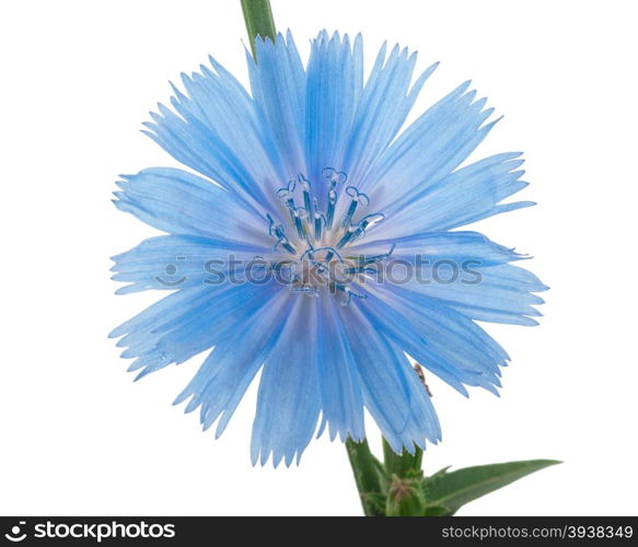 Chicory flower. Macro