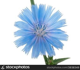 Chicory flower. Macro