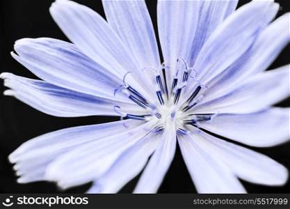 Chicory flower macro. Macro closeup on blue chicory flower with black background