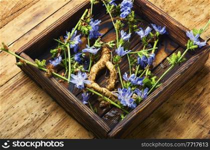 Chicory root and chicory flowers on rustic wooden background.Wild plant in alternative medicine.Cichorium intybus. Chicory root, weed