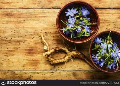 Chicory root and chicory flowers on rustic wooden background.Wild plant in alternative medicine.Cichorium intybus. Chicory in herbal medicine,homeopathic herbs