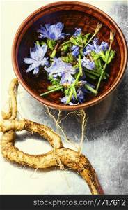 Chicory root and chicory flowers,weed. Wild plant in herbal medicine.. Chicory in herbal medicine