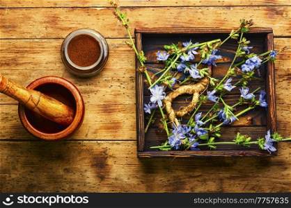 Chicory root and chicory flowers,weed. Wild plant in herbal medicine.. Chicory root, weed