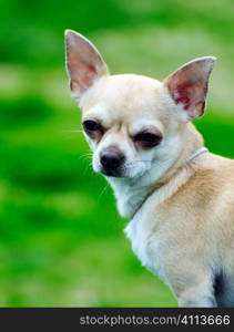 Chihuahua