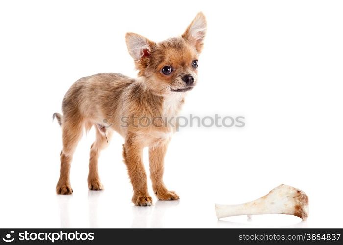 Chihuahua , 5 months old. chihuahua dog isolated on white background. dog with bone isolated on white background