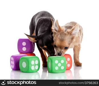 Chihuahua , 5 months old. chihuahua dog with dice isolated on white background.