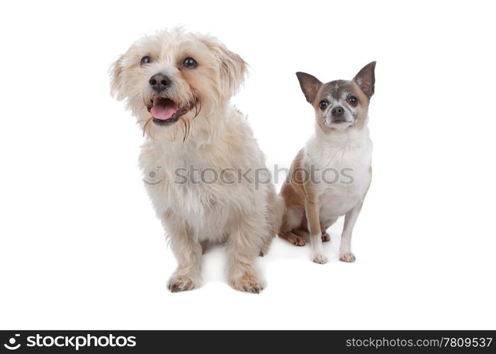 chihuahua and a mixed breed dog