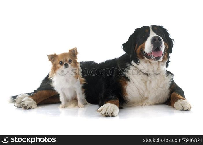chihuahua and bernese mountain dog in front of white background