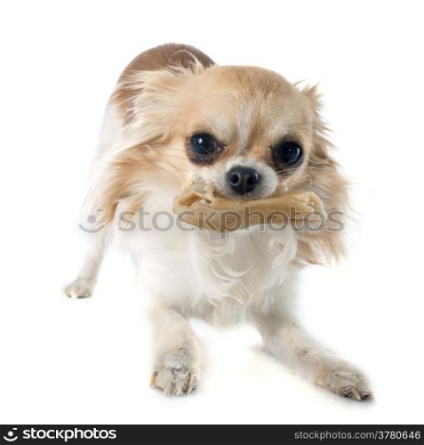 chihuahua and bone in front of white background