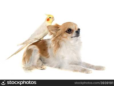 chihuahua and cockatiel in front of white background