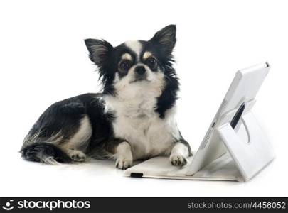 chihuahua and computer in front of white background