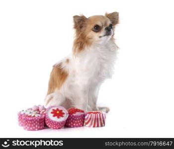 chihuahua and cupcakes in front of white background