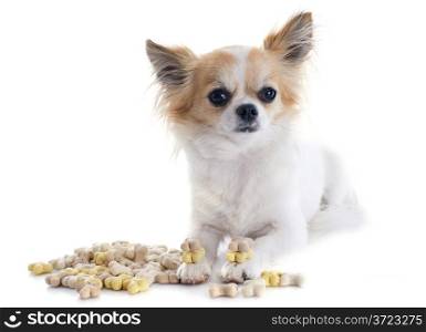 chihuahua and dog food in front of white background