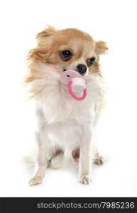 chihuahua and dummy in front of white background