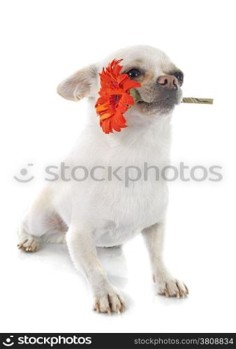 chihuahua and flower in front of white background