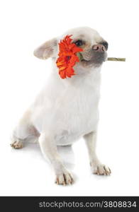 chihuahua and flower in front of white background