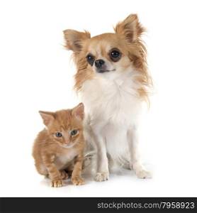 chihuahua and kitten in front of white background
