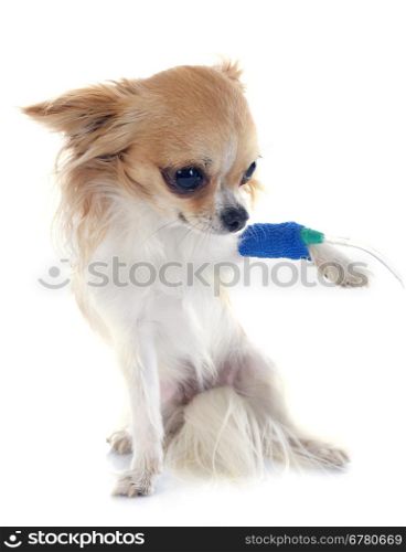 chihuahua and perfusion in front of white background