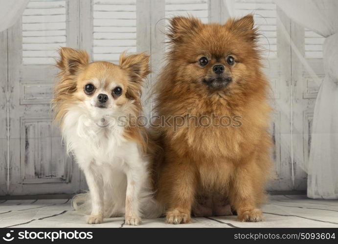 chihuahua and pomeranian in front of grey background