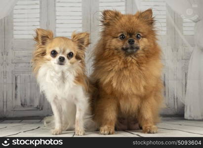 chihuahua and pomeranian in front of grey background