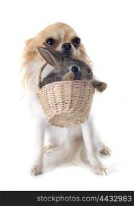 chihuahua and rabbit in front of white background