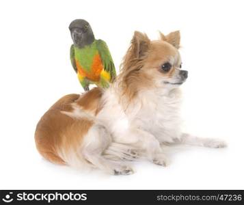 chihuahua and senegal parrot in front of white background