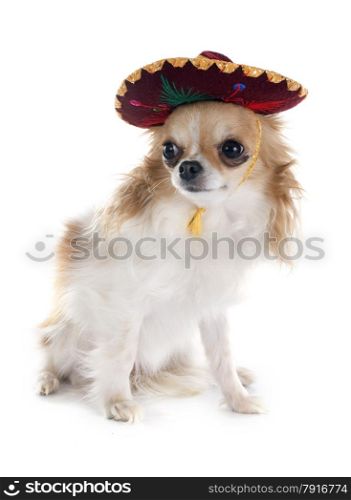 chihuahua and sombrero in front of white background