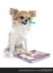 chihuahua and syringe in front of white background