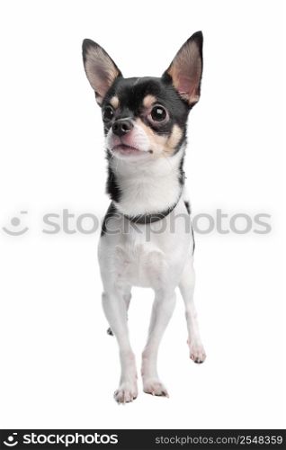 chihuahua. chihuahua dog in front of a white background