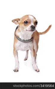 Chihuahua. Chihuahua dog in front of a white background