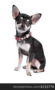 chihuahua. chihuahua dog in front of a white background