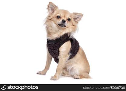 Chihuahua. Chihuahua dog in front of a white background