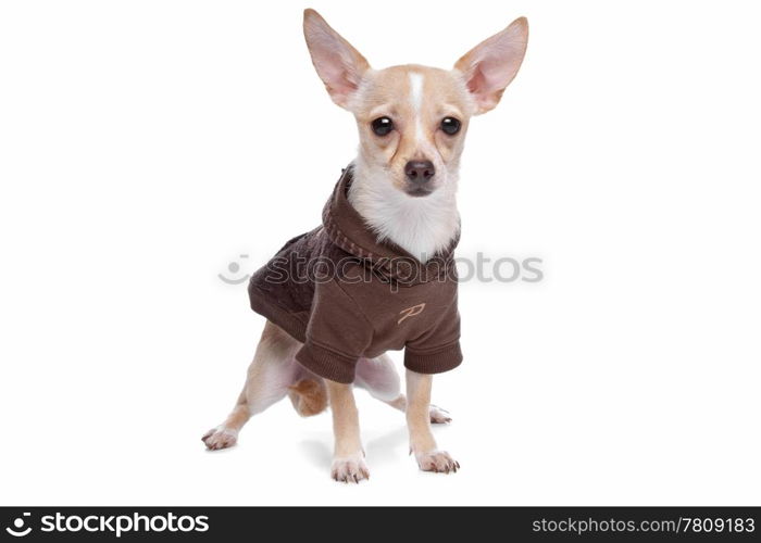 Chihuahua. Chihuahua dog in front of a white background